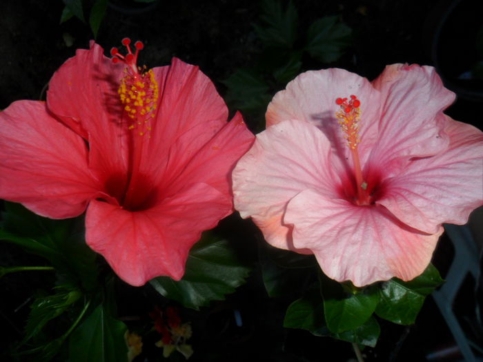 SAM_7330 - hibiscusi 2015-4