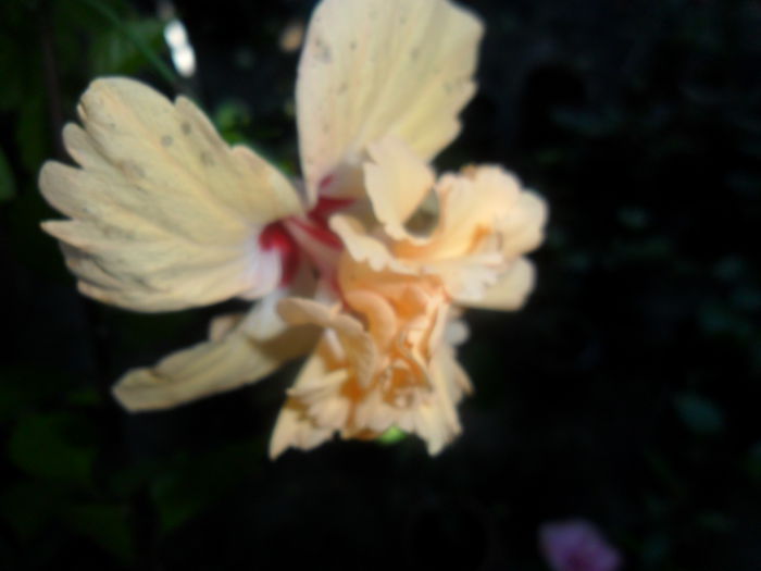 SAM_7334 - hibiscusi 2015-4