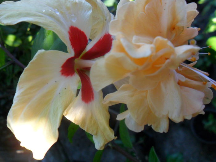 SAM_7340 - hibiscusi 2015-4