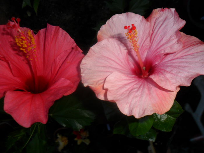 SAM_7329 - no name-roz