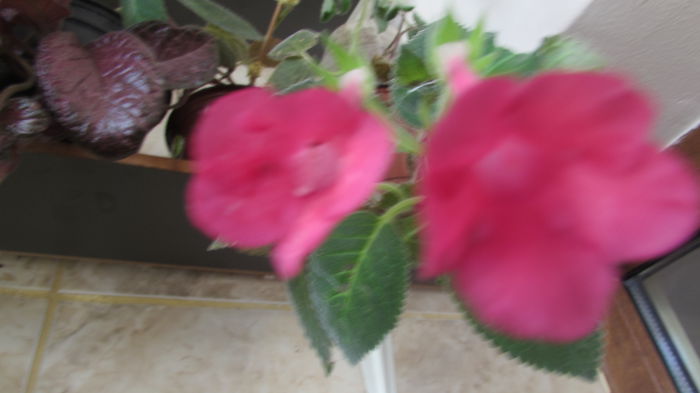 Prudence Risley - Siningii