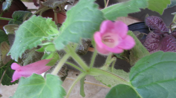 Magic Moment - Siningii