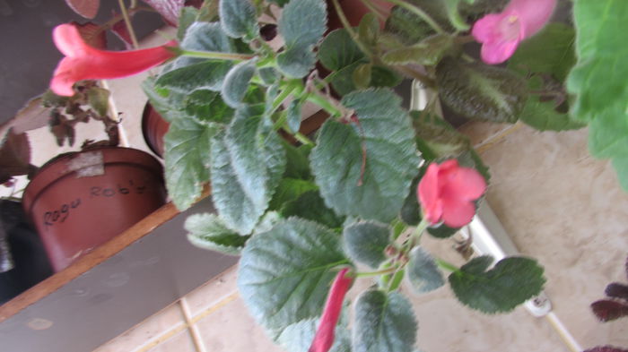 Red Raindrops si  Magic Moment - Siningii