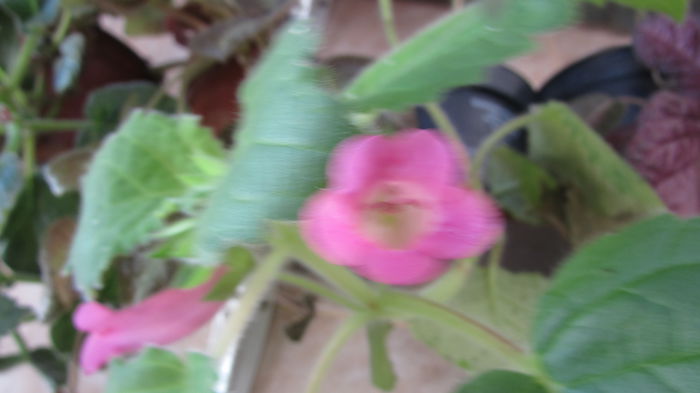 Magic Moment - Siningii