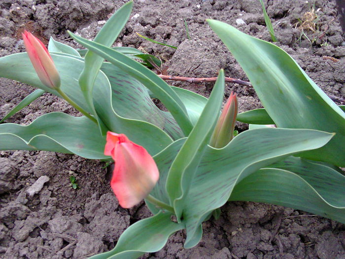 Fotografie0067 - lalelele mele