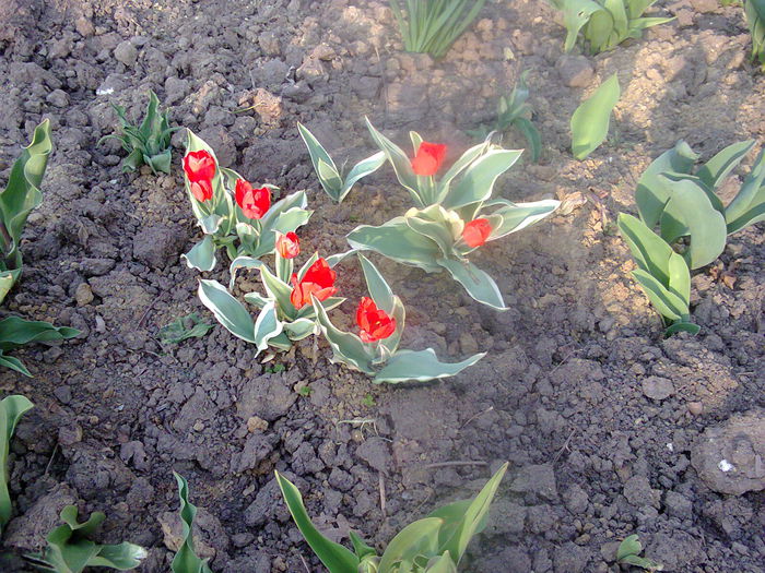 Fotografie0072 - lalelele mele