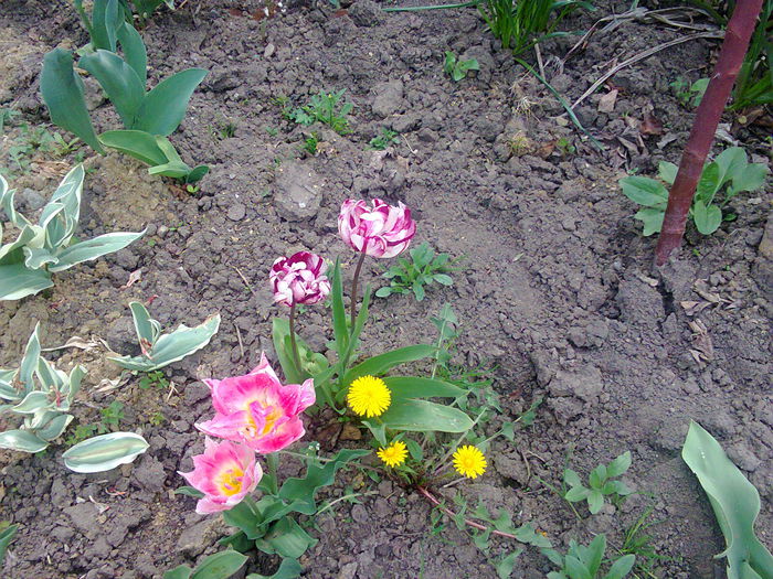 Fotografie0074 - lalelele mele