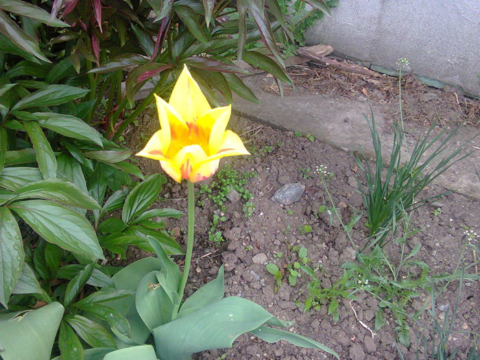 Fotografie0075 - lalelele mele