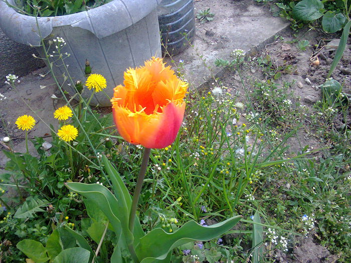 Fotografie0076 - lalelele mele