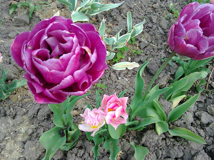 Fotografie0079 - lalelele mele