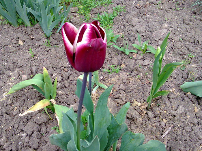 Fotografie0080 - lalelele mele