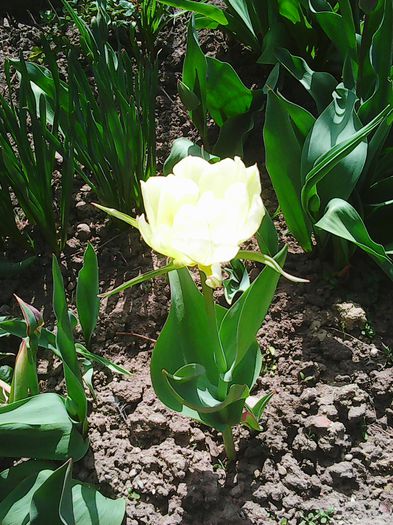 Photo0034 - lalelele mele