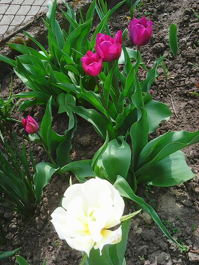 Photo0039 - lalelele mele