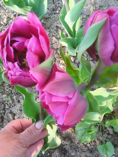 Photo0046 - lalelele mele