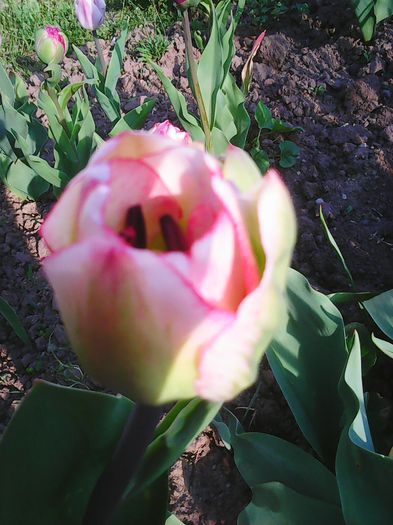 Photo0047 - lalelele mele