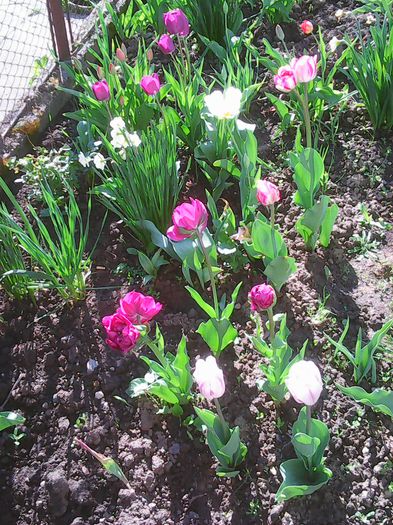 Photo0057 - lalelele mele