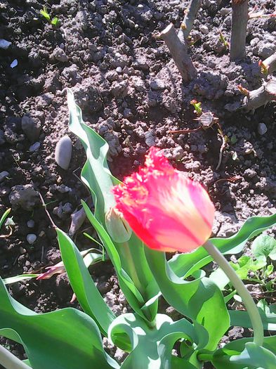 Photo0058 - lalelele mele