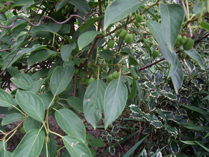 IMGP8894