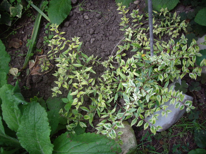 Abelia variegata