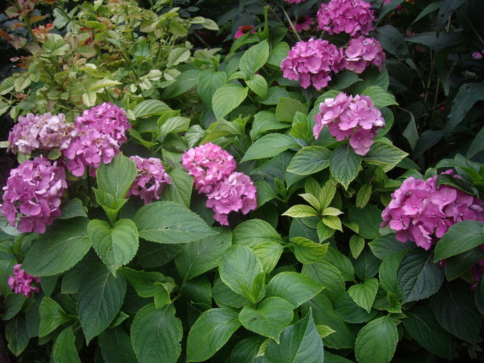 hortensie