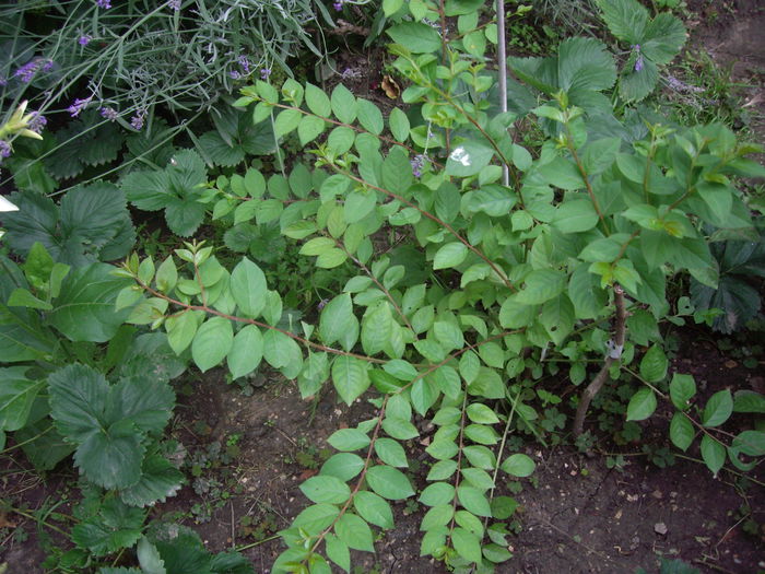 Lagerstroemia
