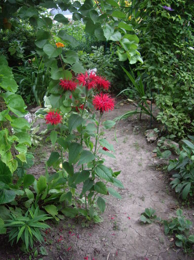 IMGP8904 - flori si trandafiri -2015 - 2