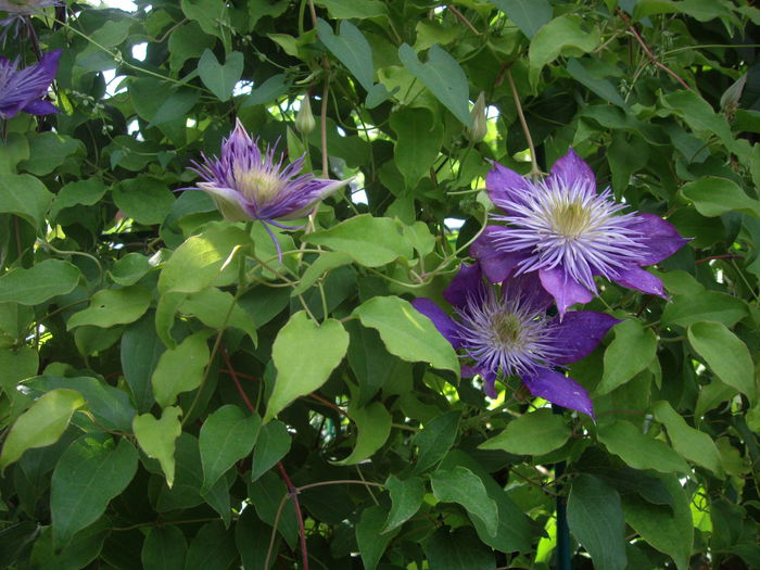 IMGP8912 - flori si trandafiri -2015 - 2