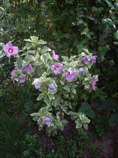 IMGP8916 - flori si trandafiri -2015 - 2