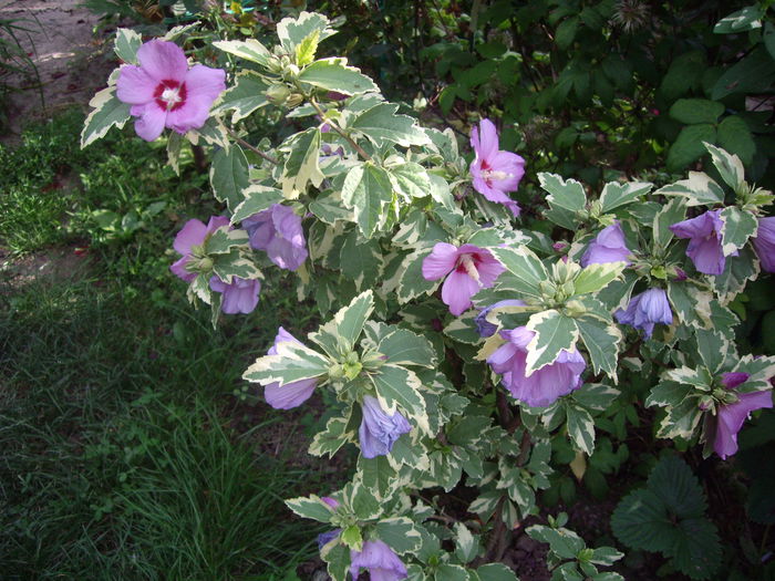 IMGP8917 - flori si trandafiri -2015 - 2