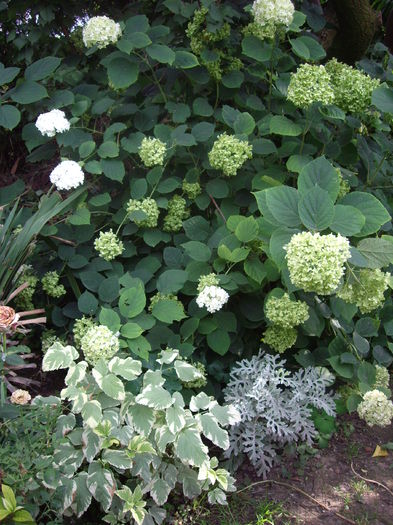 IMGP8920 - flori si trandafiri -2015 - 2