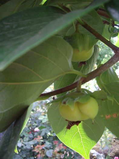 IMGP8922 - flori si trandafiri -2015 - 2