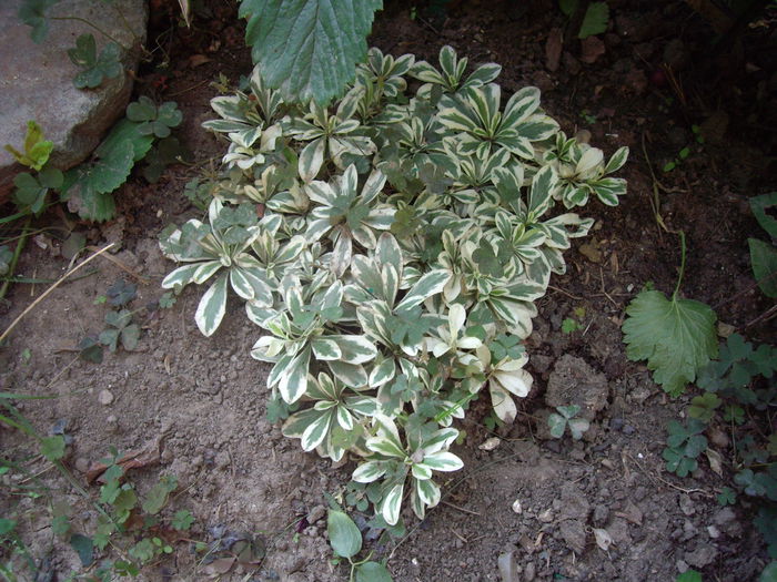 IMGP8927 - flori si trandafiri -2015 - 2