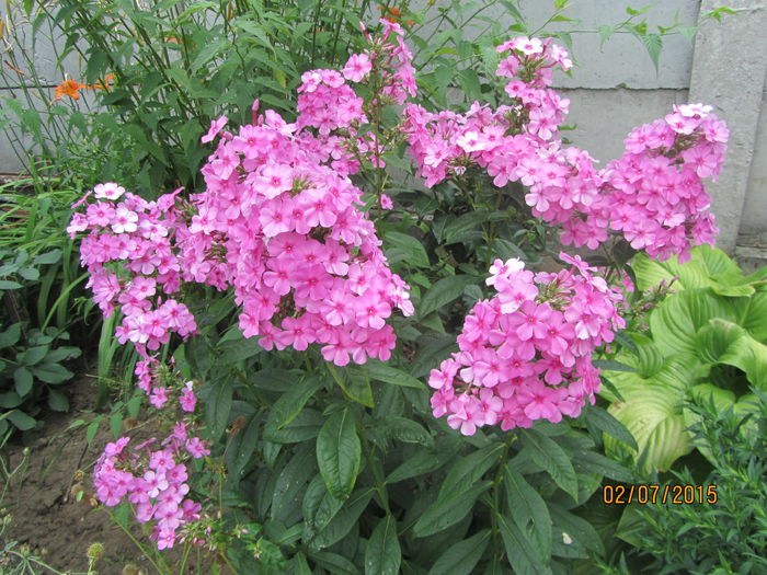 IMG_0008 - Flori de gradina-2015Vara