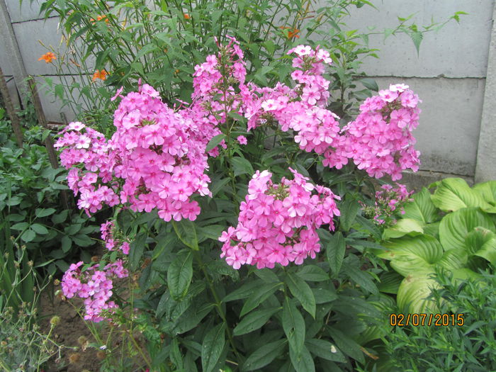 IMG_0030 - Flori de gradina-2015Vara