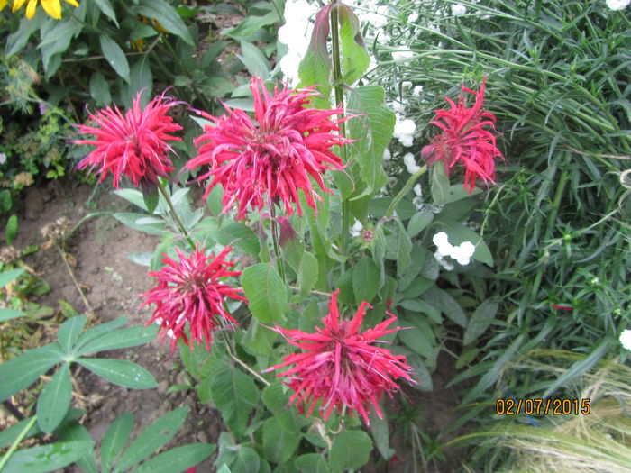IMG_0011 - Flori de gradina-2015Vara