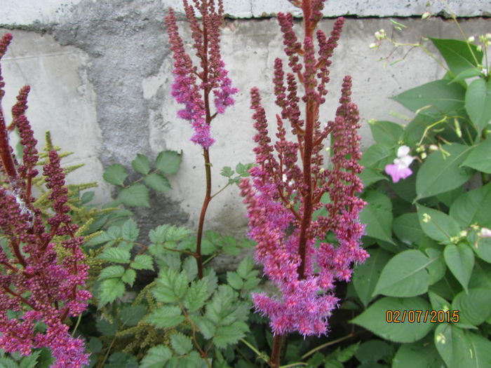 Astilbe