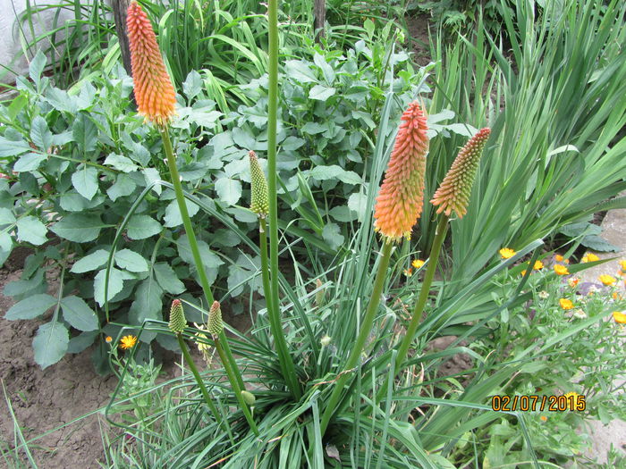 IMG_0036 - Flori de gradina-2015Vara