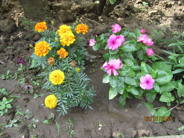 IMG_0040 - Flori de gradina-2015Vara