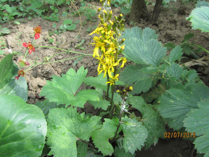 Ligularia