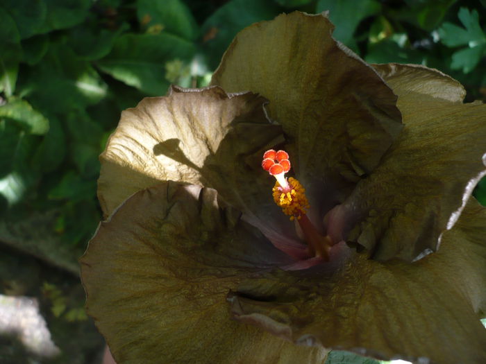 11.07.2015 - HIBISCUSI 2015-1