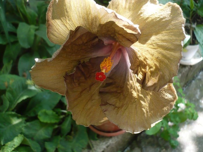 P1230022 - HIBISCUSI 2015-1