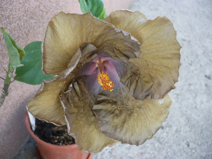 Wallflower - HIBISCUSI 2015-1