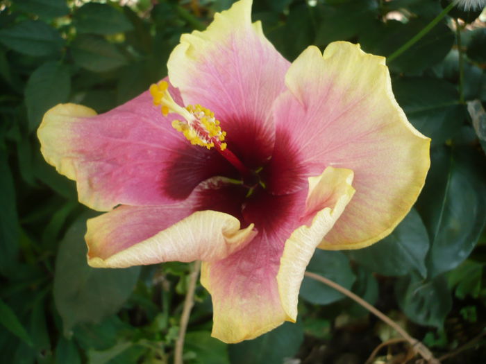 P1230032 - HIBISCUSI 2015-1