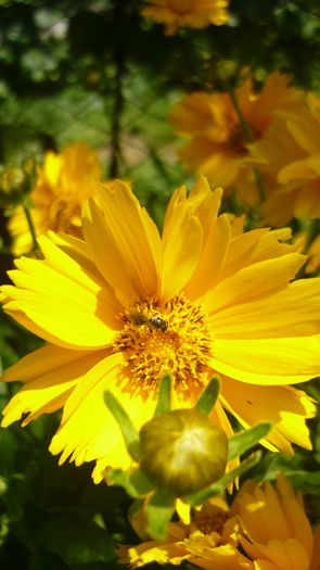 P1030846 - flori 2015