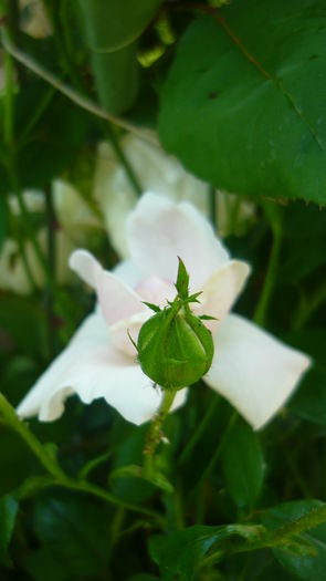 P1030847 - flori 2015