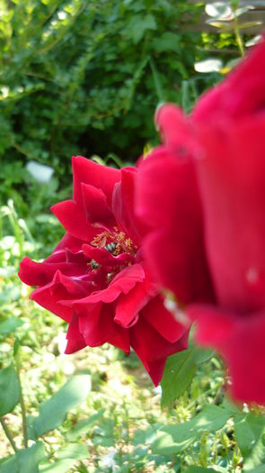 P1030848 - flori 2015