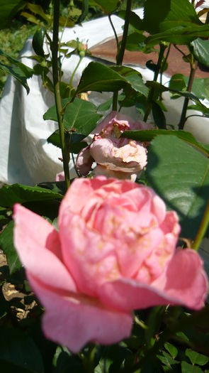 P1030850 - flori 2015