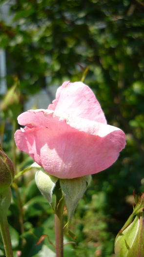 P1030851 - flori 2015