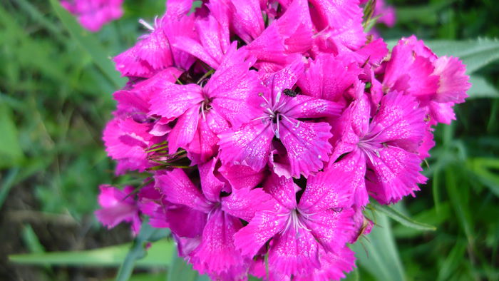 P1030852 - flori 2015