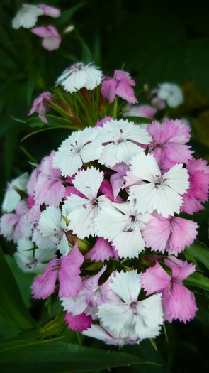 P1030853 - flori 2015